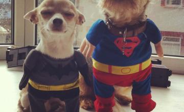 Super-Hero-Dogs