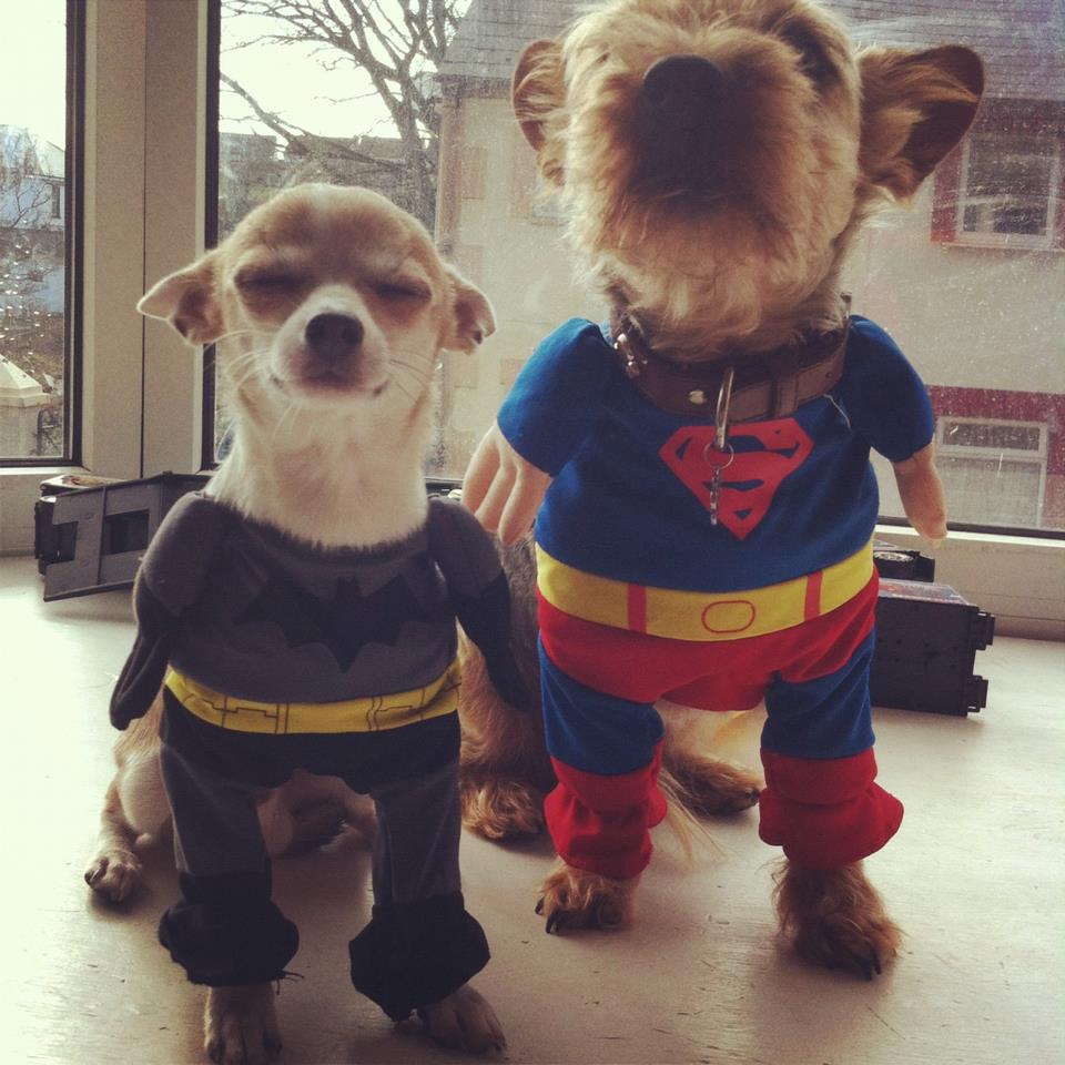 Super-Hero-Dogs