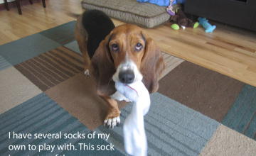 sock-thief